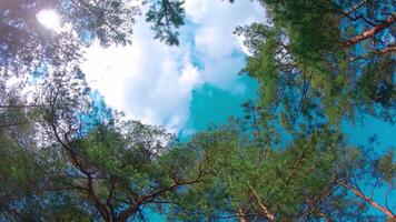 Low Angle View of Colorful Summer Pine Forest, Walking Through the Coniferous Trees - Moving Right. Bottom View of the Tops of Pines at Sunny Summer Day. The Sky Can Be Seen Through the Tops of Pines video