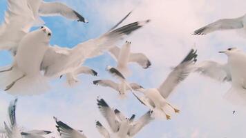 Seagulls Catch the Bread in Flight - Slow Motion. A Lot of Hungry Birds in the Air. Feeding Seagulls with the Bread. Birds are Flying in the Cloudy Sky in Daytime video