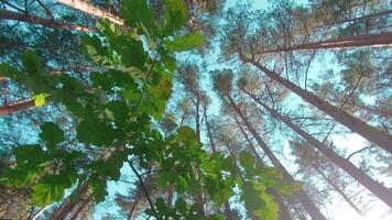 Walking Through the Pine Forest and Looking Up to the Trees. Bottom View of Pine Crowns at Sunny Summer Day. The Sky Can Be Seen Through the Tops of the Trees video