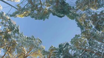 Low Angle View of a Winter Pine Forest, Walking Through the Coniferous Trees. Bottom View of the Tops of Pines in the Snow at Sunny Winter Day. The Sky Can Be Seen Through the Tops of the Pines video