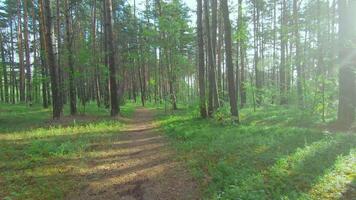 Walk in the Pine Forest at Summer Sunny Day. Camera is Moving Forward on Gimbal Stabilizer - Slow Motion video