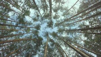 Low Angle View of a Pine Forest when Looking Up to the Trees. Bottom View of Pine Crowns at Sunny Summer Day. The Sky Can Be Seen Through the Tops of the Trees. Gimbal Stabilizer Rotation Right video