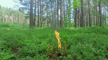 Burning Candle in Pine Forest at Sumer Day - Smooth and Super Slow Motion video