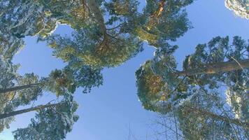 Low Angle View of a Winter Pine Forest, Walking Through the Coniferous Trees. Bottom View of the Tops of Pines in the Snow at Sunny Winter Day. The Sky Can Be Seen Through the Tops of the Pines video