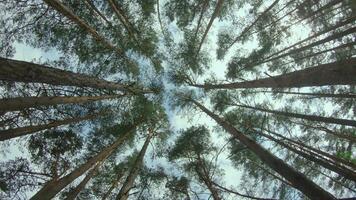 Low Angle View of a Pine Forest when Looking Up to the Trees. Bottom View of Pine Crowns at Sunny Summer Day. The Sky Can Be Seen Through the Tops of the Trees. Backward Gimbal Stabilizer Movement video