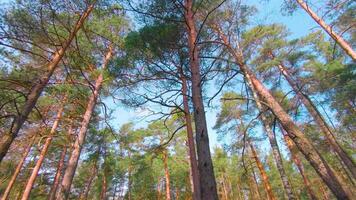 Low Angle View of Colorful Summer Pine Forest, Walking Through the Coniferous Trees. Bottom View of the Tops of Pines at Sunny Summer Day. The Sky Can Be Seen Through the Tops of Pines video