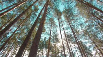 Walking Through the Pine Forest and Looking Up to the Trees. Bottom View of Pine Crowns at Sunny Summer Day. The Sky Can Be Seen Through the Tops of the Trees video
