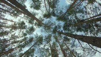 Low Angle View of a Pine Forest when Looking Up to the Trees. Bottom View of Pine Crowns at Sunny Summer Day. The Sky Can Be Seen Through the Tops of the Trees. Backward Gimbal Stabilizer Movement video
