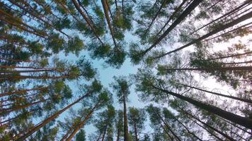 Low Angle View of Colorful Summer Pine Forest, Walking Through the Coniferous Trees - Rotating Right. Bottom View of the Tops of Pines at Sunny Summer Day. The Sky Can Be Seen Through the Trees video