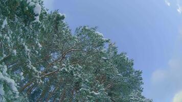 Low Angle View of a Winter Pine Forest, Walking Through the Coniferous Trees. Bottom View of the Tops of Pines in the Snow at Sunny Winter Day. The Sky Can Be Seen Through the Tops of the Pines video