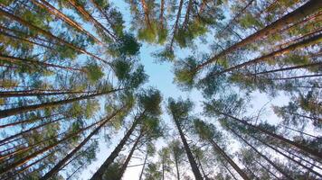 Low Angle View of Colorful Summer Pine Forest, Walking Through the Coniferous Trees - Moving Left. Bottom View of the Tops of Pines at Sunny Summer Day. The Sky Can Be Seen Through the Tops of Pines video