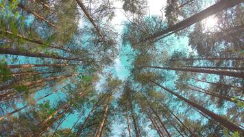 Walking Through the Pine Forest and Looking Up to the Trees. Bottom View of Pine Crowns at Sunny Summer Day. The Sky Can Be Seen Through the Tops of the Trees video