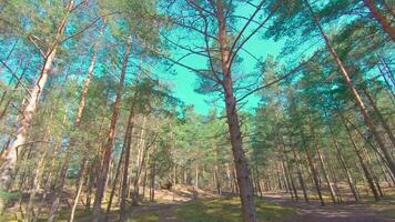 Walking Through the Pine Forest and Looking Up to the Trees. Bottom View of Pine Crowns at Sunny Summer Day. The Sky Can Be Seen Through the Tops of the Trees video
