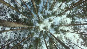 Low Angle View of a Pine Forest when Looking Up to the Trees. Bottom View of Pine Crowns at Sunny Summer Day. The Sky Can Be Seen Through the Tops of the Trees. Gimbal Stabilizer Rotation to the Left video