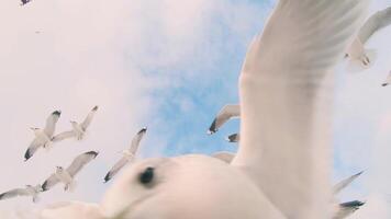 Seagulls Catch the Bread in Flight - Slow Motion. A Lot of Hungry Birds in the Air. Feeding Seagulls with the Bread. Birds are Flying in the Cloudy Sky in Daytime video