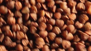 Dry Uncooked Brown Buckwheat Groats, Rotating Clockwise - Top View, Close-Up, Macro, Low Key Light. Raw Large Buckwheat Grains. Russian, Ukrainian and Belarusian Culture. Rotation Right video