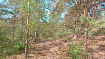 Walking Through the Pine Forest and Looking Up to the Trees. Bottom View of Pine Crowns at Sunny Summer Day. The Sky Can Be Seen Through the Tops of the Trees video