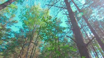Walking Through the Pine Forest and Looking Up to the Trees. Bottom View of Pine Crowns at Sunny Summer Day. The Sky Can Be Seen Through the Tops of the Trees video