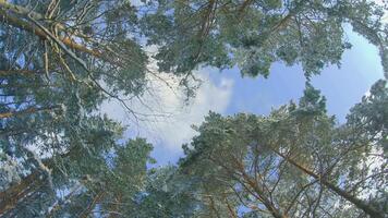 Low Angle View of a Winter Pine Forest, Walking Through the Coniferous Trees. Bottom View of the Tops of Pines in the Snow at Sunny Winter Day. The Sky Can Be Seen Through the Tops of the Pines video