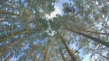 Low Angle View of a Winter Pine Forest, Walking Through the Coniferous Trees. Bottom View of the Tops of Pines in the Snow at Sunny Winter Day. The Sky Can Be Seen Through the Tops of the Pines video