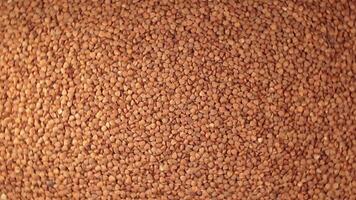 Dry Uncooked Brown Buckwheat Groats, Slowly Rotating Background - Top View. Raw Large Buckwheat Grains. Russian, Ukrainian and Belarusian Culture. Rotation Left video