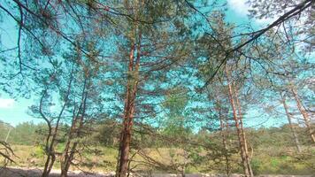 Walking Through the Pine Forest and Looking Up to the Trees. Bottom View of Pine Crowns at Sunny Summer Day. The Sky Can Be Seen Through the Tops of the Trees video