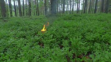 Burning Candle in Pine Forest at Sumer Day - Smooth and Super Slow Motion video