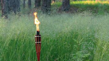 Bamboo Torch Burning in the European Forest. Decorative Tropical Candle Has a Massive Orange Flame Using Oil Fuel or Kerosene. Static Shot video