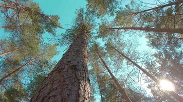 Walking Through the Pine Forest and Looking Up to the Trees. Bottom View of Pine Crowns at Sunny Summer Day. The Sky Can Be Seen Through the Tops of the Trees video