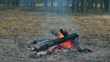 A Bonfire Burning in the Forest in Evening. Flaming Campfire. Fireplace in Nature - Static Shot, Slow Motion video