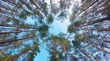 Low Angle View of Colorful Summer Pine Forest, Walking Through the Coniferous Trees - Rotating Left. Bottom View of the Tops of Pines at Sunny Summer Day. The Sky Can Be Seen Through the Tops of Pines video