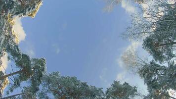 Low Angle View of a Winter Pine Forest, Walking Through the Coniferous Trees. Bottom View of the Tops of Pines in the Snow at Sunny Winter Day. The Sky Can Be Seen Through the Tops of the Pines video