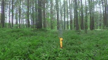 Burning Candle in Pine Forest at Sumer Day - Smooth and Super Slow Motion video