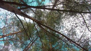Walking Through the Pine Forest and Looking Up to the Trees. Bottom View of Pine Crowns at Sunny Summer Day. The Sky Can Be Seen Through the Tops of the Trees video
