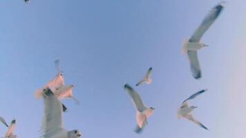 Seagulls Catch the Bread in Flight. A Lot of Hungry Birds in the Air. Feeding Seagulls with the Bread. Birds are Flying in the Clear Sky in Daytime video
