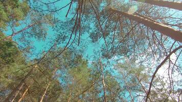 Walking Through the Pine Forest and Looking Up to the Trees. Bottom View of Pine Crowns at Sunny Summer Day. The Sky Can Be Seen Through the Tops of the Trees video