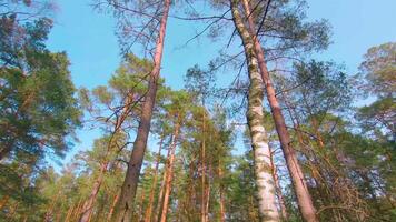 Low Angle View of Colorful Summer Pine Forest, Walking Through the Coniferous Trees. Bottom View of the Tops of Pines at Sunny Summer Day. The Sky Can Be Seen Through the Tops of Pines video
