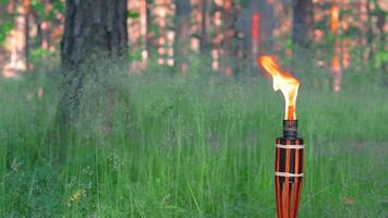Bamboo Torch Burning in the Forest in Summer in the Daytime. Decorative Tropical Candle Has a Big Orange Flame Using Oil Fuel or Kerosene - Slow Motion. Static Shot video