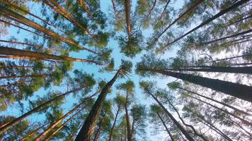 Low Angle View of Colorful Summer Pine Forest, Walking Through the Coniferous Trees - Moving Left. Bottom View of the Tops of Pines at Sunny Summer Day. The Sky Can Be Seen Through the Tops of Pines video
