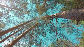 Walking Through the Pine Forest and Looking Up to the Trees. Bottom View of Pine Crowns at Sunny Summer Day. The Sky Can Be Seen Through the Tops of the Trees video