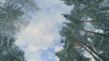 Low Angle View of a Winter Pine Forest, Walking Through the Coniferous Trees. Bottom View of the Tops of Pines in the Snow at Sunny Winter Day. The Sky Can Be Seen Through the Tops of the Pines video
