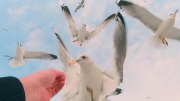 Seagulls Eat Bread from the Hand in Flight - Super Slow Motion. A Lot of Hungry Birds in the Air. Feeding Seagulls with the Bread. Birds are Flying in the Cloudy Sky in Daytime video
