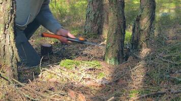 Man in a Hike Sawing Wood for the Campfire Using a Hand Saw. Tourist in a European Forest is Prepearing for the Camp. Static Shot video