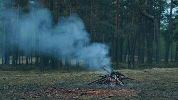 A Bonfire Burning in the Forest in Evening. Flaming Campfire. Fireplace in Nature - Static Shot, Slow Motion video