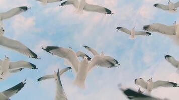 A Lot of Seagulls Fly in Cloudy Sky - Super Slow Motion. The Birds in the Air in Daytime video