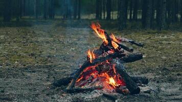 A Bonfire Burning in the Forest in Evening. Flaming Campfire. Fireplace in Nature - Static Shot, Slow Motion video