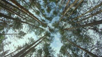 Low Angle View of a Pine Forest when Looking Up to the Trees. Bottom View of Pine Crowns at Sunny Summer Day. The Sky Can Be Seen Through the Tops of the Trees. Backward Gimbal Stabilizer Movement video