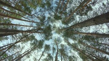 Low Angle View of a Pine Forest when Looking Up to the Trees. Bottom View of Pine Crowns at Sunny Summer Day. The Sky Can Be Seen Through the Tops of the Trees. Gimbal Stabilizer Rotation to the Left video
