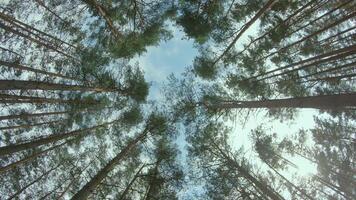 Low Angle View of a Pine Forest when Looking Up to the Trees. Bottom View of Pine Crowns at Sunny Summer Day. The Sky Can Be Seen Through the Tops of the Trees. Backward Gimbal Stabilizer Movement video