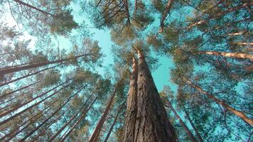 Walking Through the Pine Forest and Looking Up to the Trees. Bottom View of Pine Crowns at Sunny Summer Day. The Sky Can Be Seen Through the Tops of the Trees video
